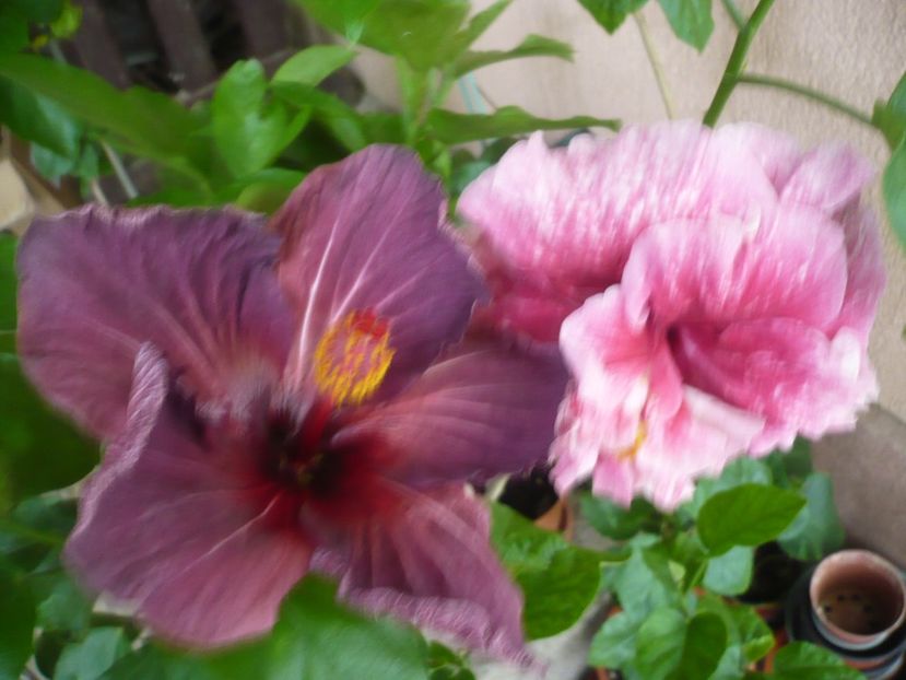 P1330954 - HIBISCUSI 2017-2