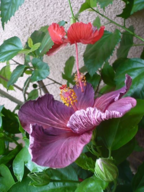 P1330958 - HIBISCUSI 2017-2