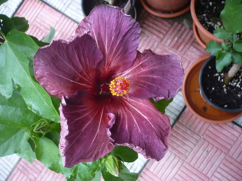 P1330959 - HIBISCUSI 2017-2