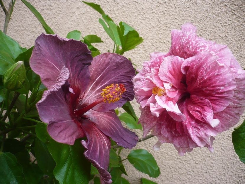 P1330963 - HIBISCUSI 2017-2