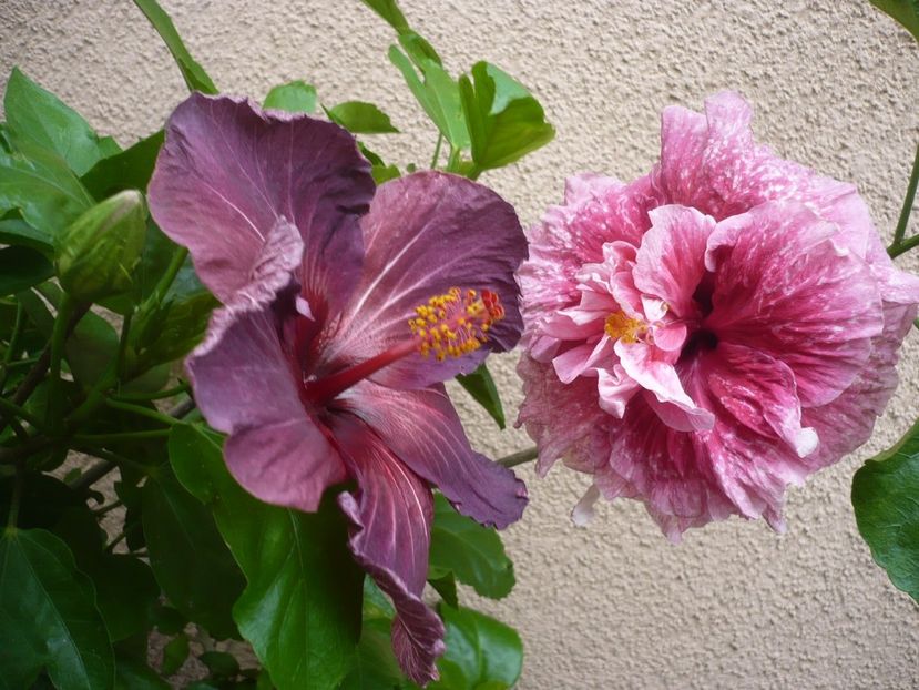 P1330966 - HIBISCUSI 2017-2