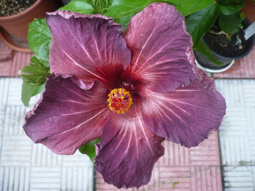 P1330967 - HIBISCUSI 2017-2