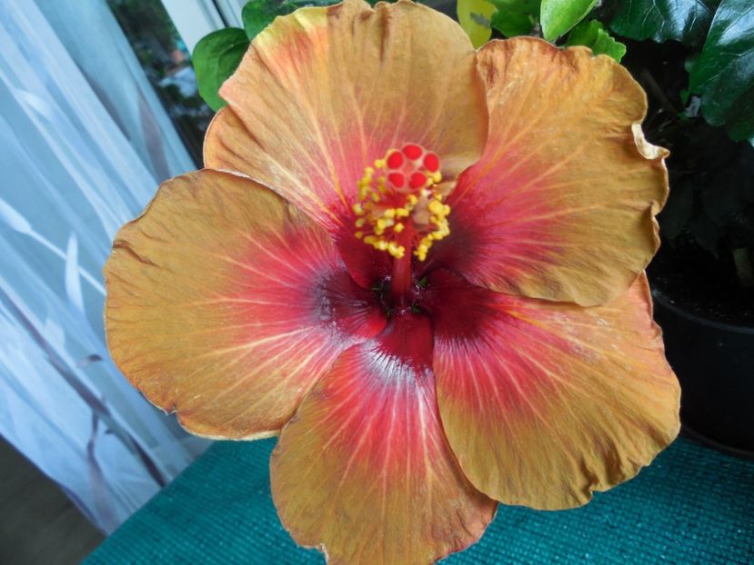 Campfire Girl - 0Hibiscus in colectie infloriti