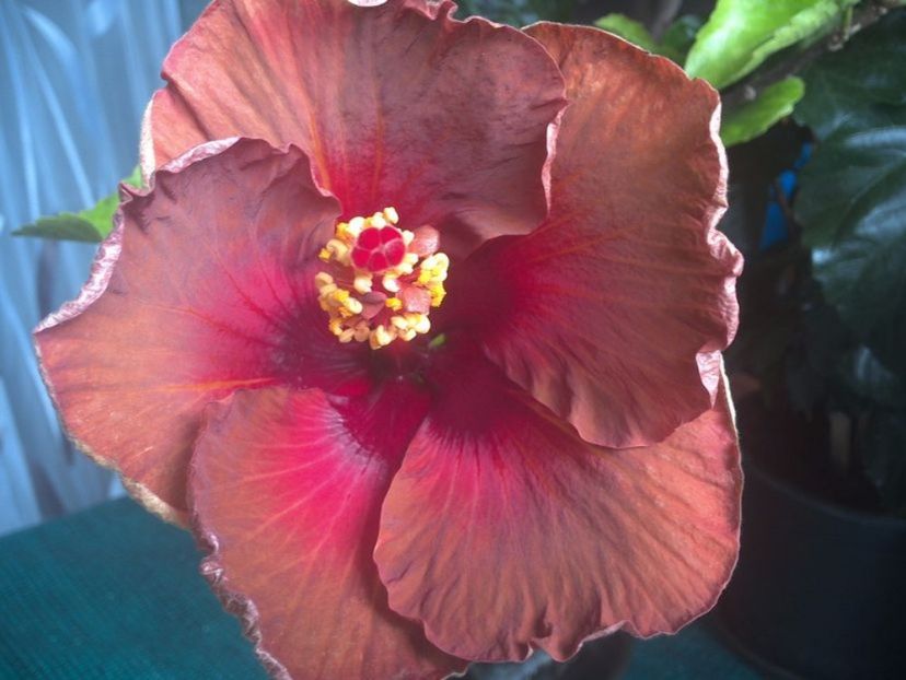 Campfire Girl - 0Hibiscus in colectie infloriti