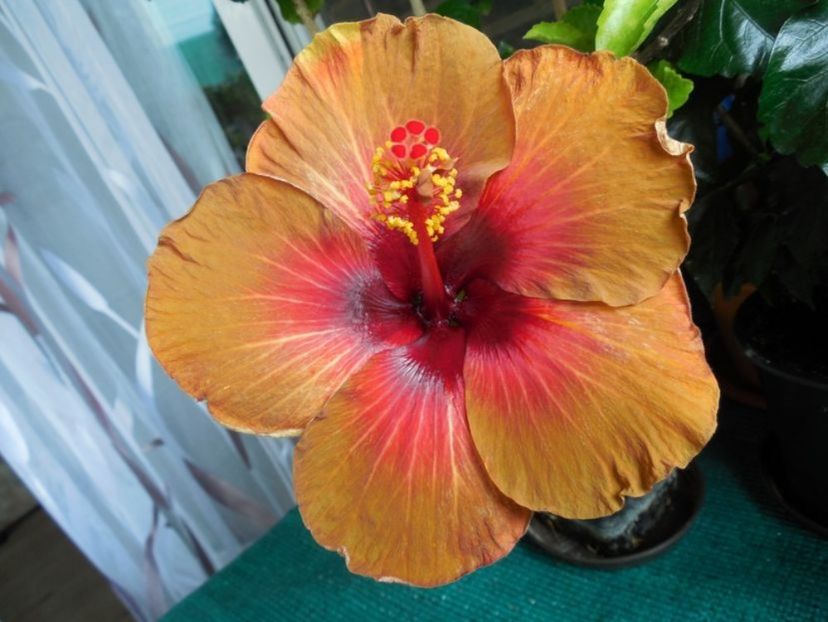 - 0Hibiscus in colectie infloriti