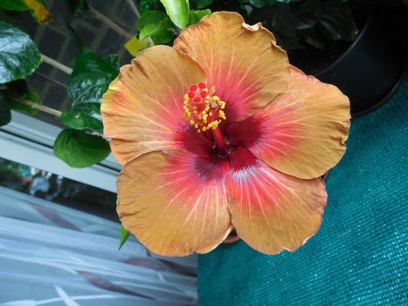 Campfire Girl - 0Hibiscus in colectie infloriti