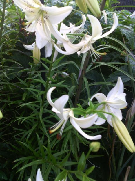  - 01-Flori din curtea mea 2017