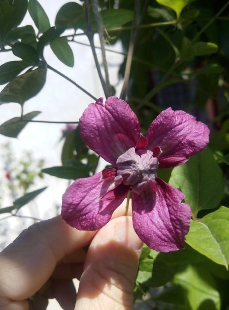  - clematis 2017