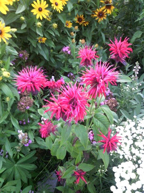  - 01-Flori din curtea mea 2017