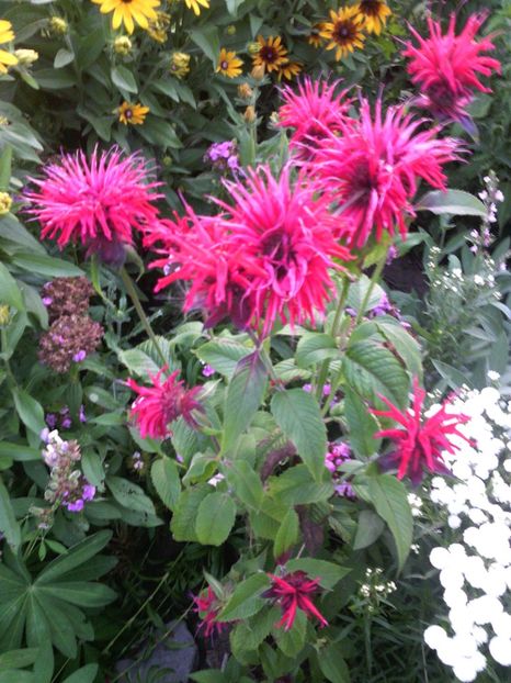  - 01-Flori din curtea mea 2017