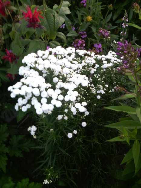  - 01-Flori din curtea mea 2017