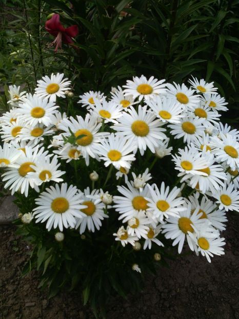  - 01-Flori din curtea mea 2017