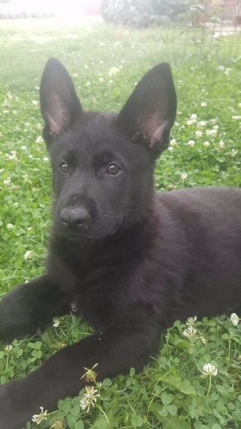 20399514_1429588480410112_520992934_o - Dream of Stephanitz Ernie