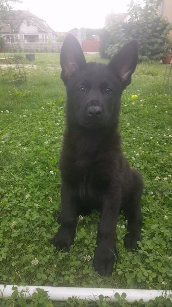 20426877_1429588623743431_542731478_o - Dream of Stephanitz Ernie