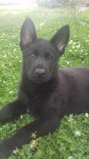 20446293_1429588440410116_51962586_o - Dream of Stephanitz Ernie