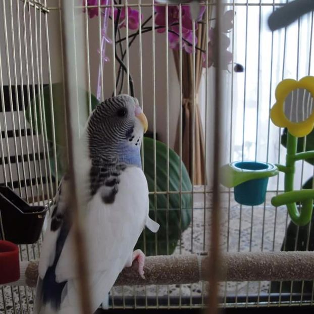 In memoriam - Sara Maia Cipi
