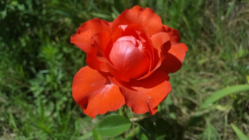  - Kordes - Holsteinperle rose