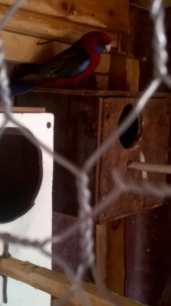  - De vanzare papagali rosella penant pui inelati 2017