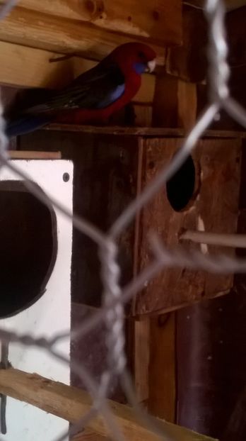  - De vanzare papagali rosella penant pui inelati 2017