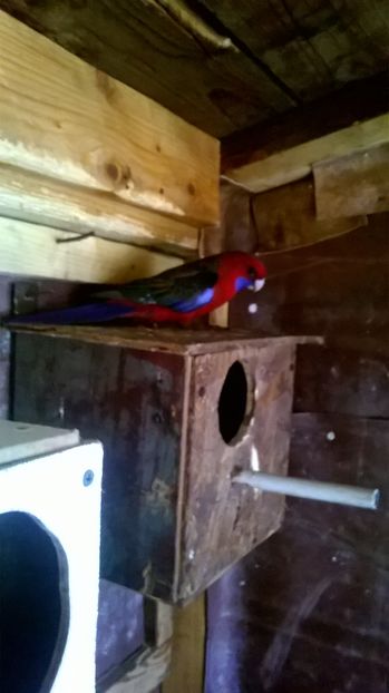  - De vanzare papagali rosella penant pui inelati 2017