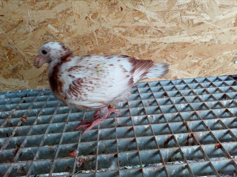 IMG-20170714-WA0076 - pui 2017