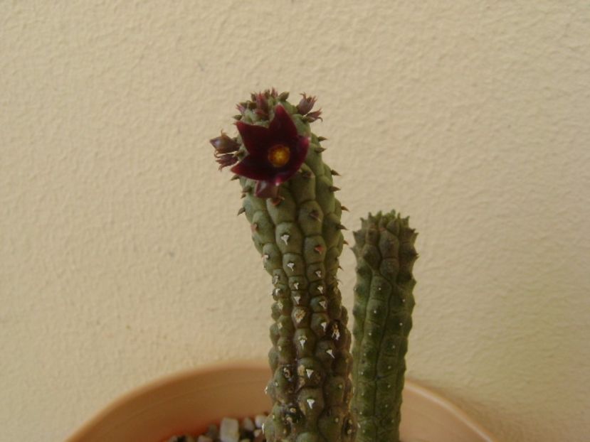 Echidnopsis repens - Stapeliade 2017