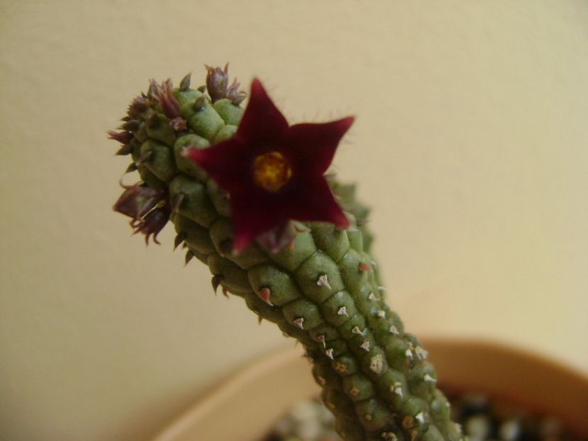 Echidnopsis repens - Stapeliade 2017