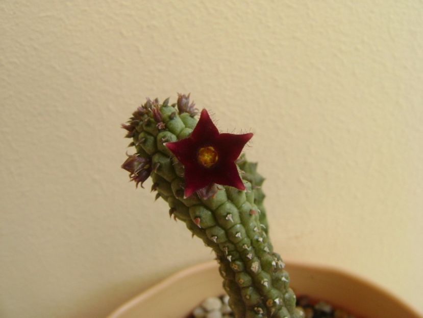 Echidnopsis repens - Stapeliade 2017