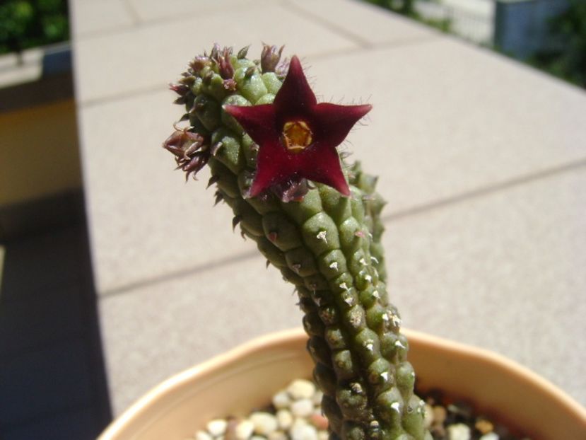 Echidnopsis repens - Stapeliade 2017