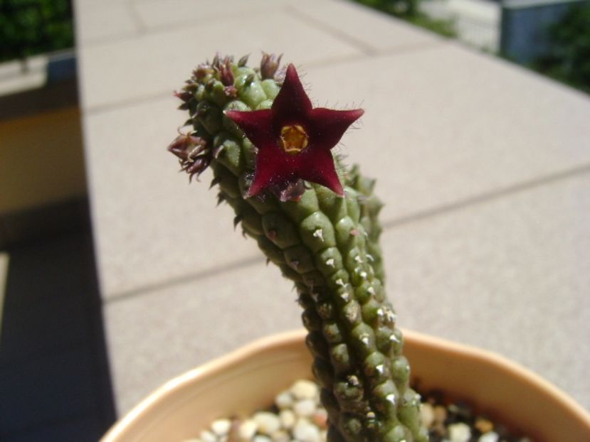 Echidnopsis repens - Stapeliade 2017