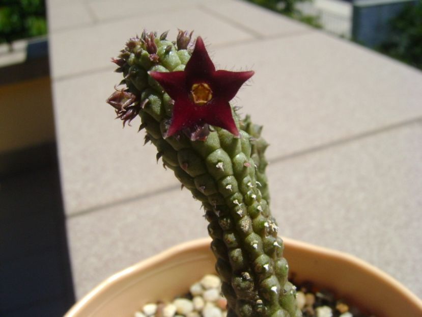 Echidnopsis repens - Stapeliade 2017