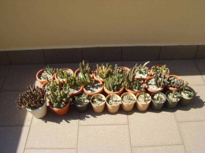 Stapeliade - Stapeliade 2017