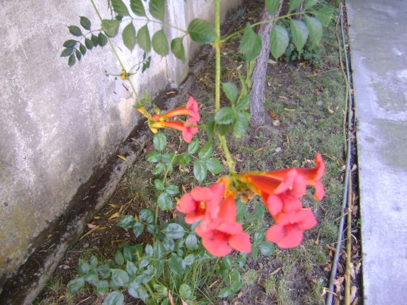 Luleaua turcului - r Vara 2016-2017-2018-2019