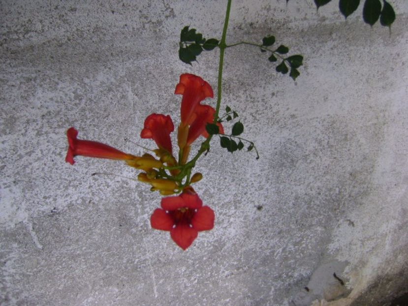 Luleaua turcului - r Vara 2016-2017-2018-2019