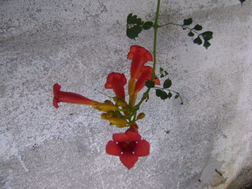 Luleaua turcului - r Vara 2016-2017-2018-2019