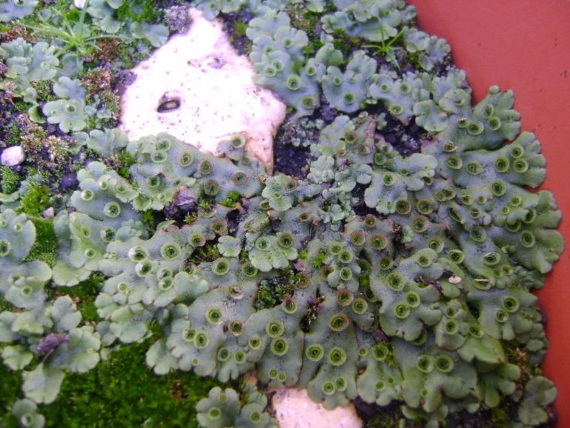 Marchantia polymorpha = Fierea pamantului - r Vara 2016-2017-2018-2019