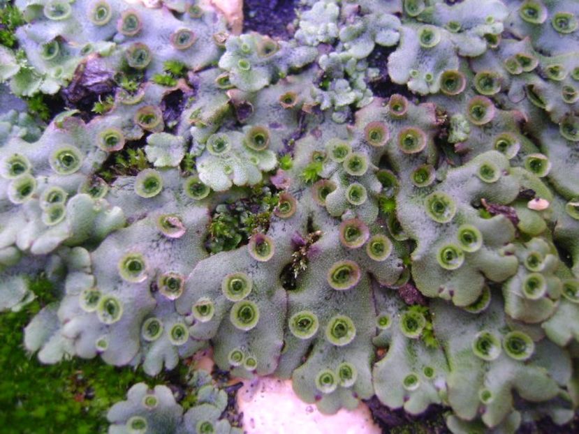 Marchantia polymorpha = Fierea pamantului - r Vara 2016-2017-2018-2019