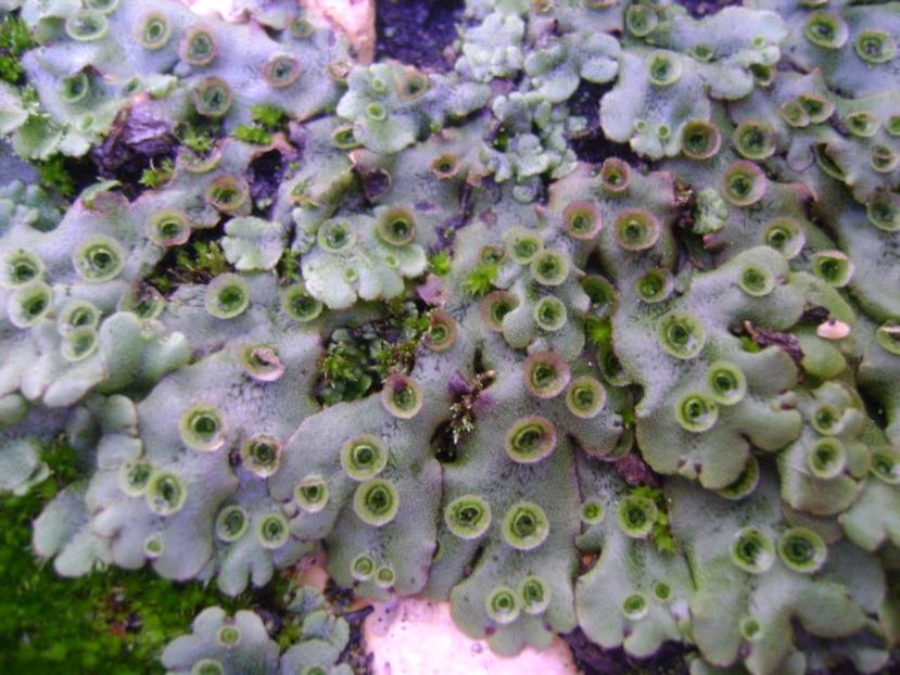 Marchantia polymorpha = Fierea pamantului - r Vara 2016-2017-2018-2019
