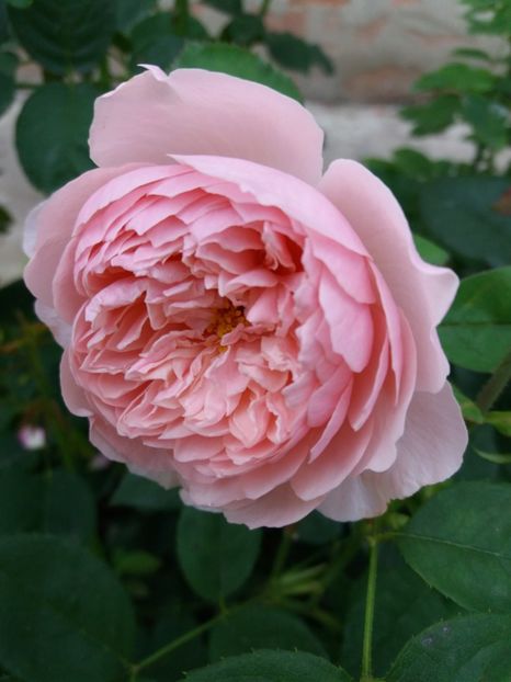  - The alnwick Rose