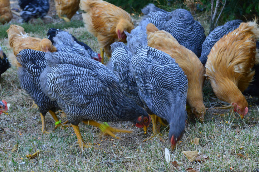  - PLYMOUTH ROCKS 2017