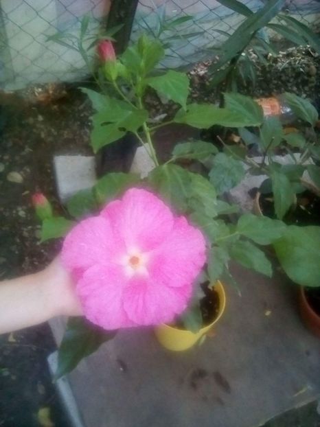  - Hibiscus Pinka