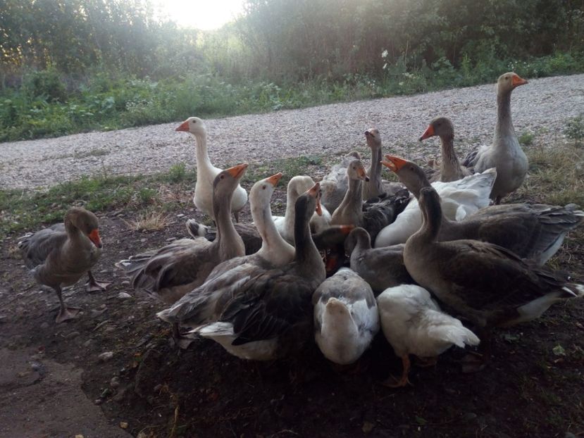  - Gaste cu boboci 2017