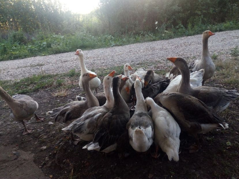  - Gaste cu boboci 2017