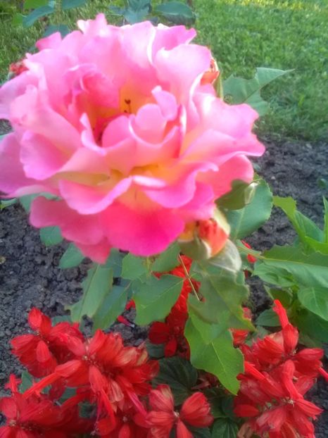  - Trandafiri iulie 2017