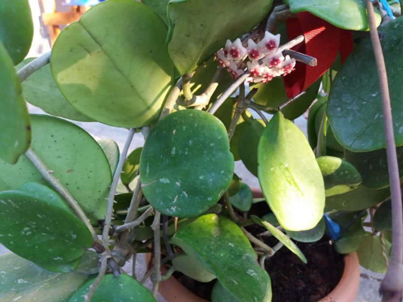  - Hoya obovata