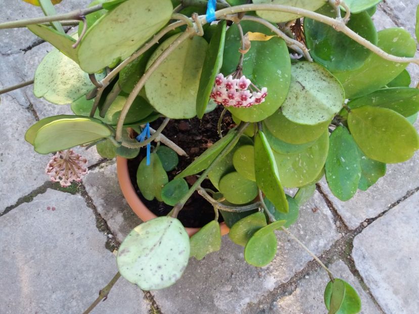  - Hoya obovata