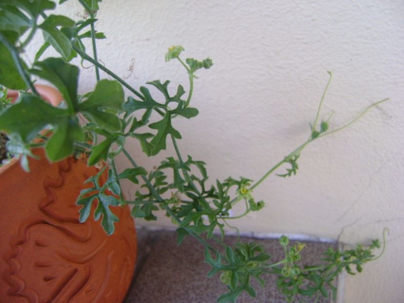 Kedrostis foetidissima - Caudiciforme si bulbi 2017