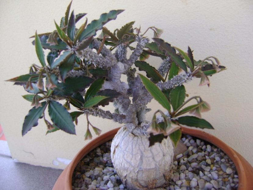 Euphorbia suzannae-marnierae - Caudiciforme si bulbi 2017