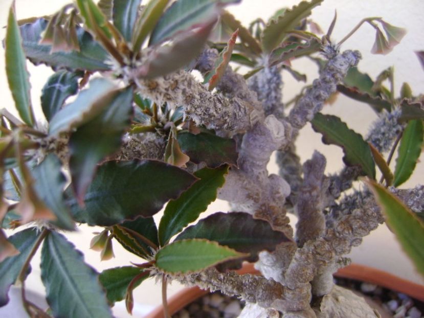 Euphorbia suzannae-marnierae - Caudiciforme si bulbi 2017