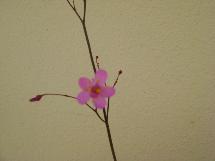 Talinum paniculatum - Caudiciforme si bulbi 2017